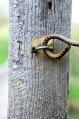 haczyk