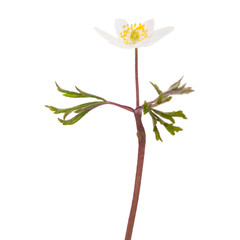 anemone nemorosa