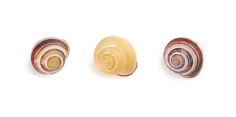 Sea shells