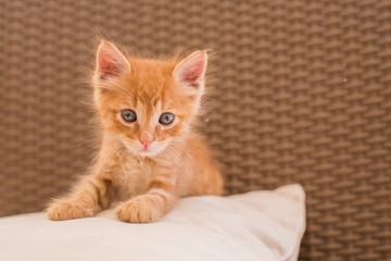 red kitten © Daria Miroshnikova