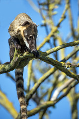 Ring Tailed Coati