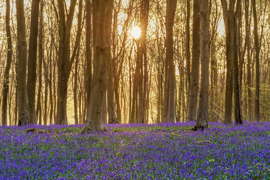 Bluebell Woodland Sunrise