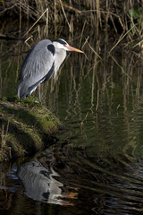 blue heron at the pool