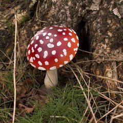 red mushroom