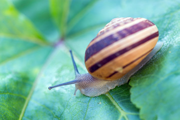 Snail on leaf
