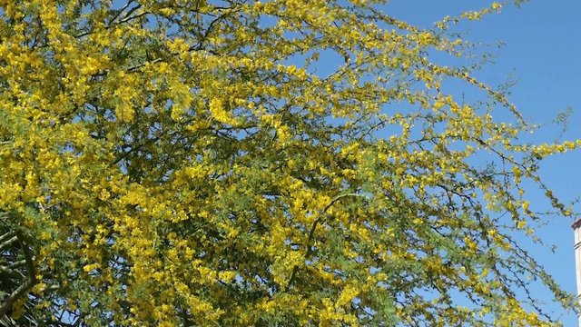 Flowering Palo Verde Tree. Phoenix. Arizona, USA.