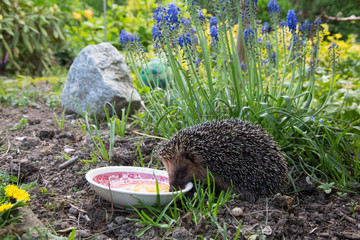 Igel frißt im Garten ein Ei