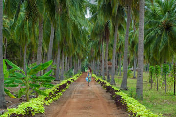 road in tropical park sri lanka coconut palms