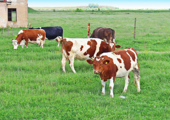 Fototapeta na wymiar Domestic cows in green field grazing grass