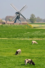 Mooie Hollandse landschap met lammetjes