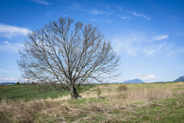 Tree in spring