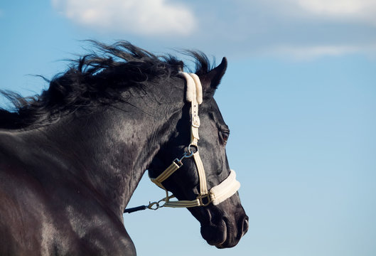 Portrait of  beautiful black breed stallion in active