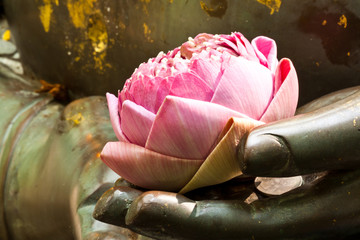 the pink lotus in hand of buddha
