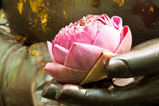 Fototapeta the pink lotus in hand of buddha