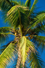 coconut palms