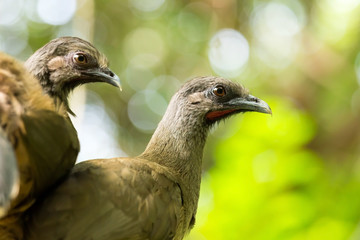 Portrait of Crested Guan birds
