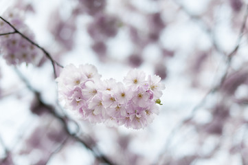 Cherry blossom - 64160259