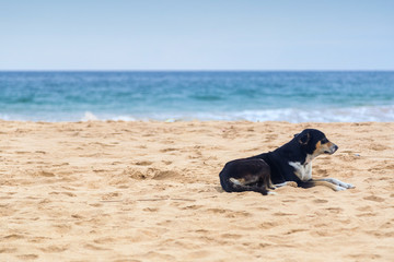 Black dog laying on the empty sandy beach.
