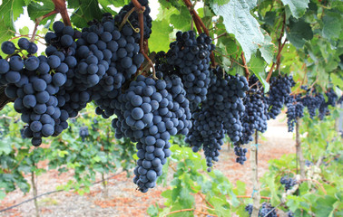 Red grapes.