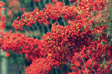 bush with berries of wild rose on a background of fields and forests