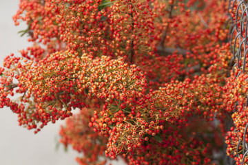 bush with berries of wild rose on a background of fields and forests