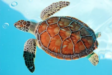 Wandcirkels plexiglas Endangered mexican turtle © Maciej Czekajewski