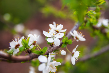 Spring white blossoms. Shallow DOF