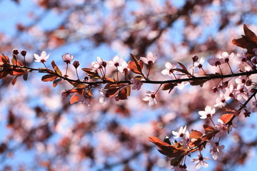 japanischer Kirschblütenzweig