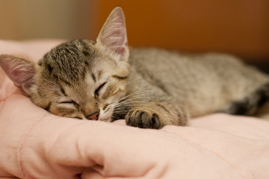 Sleepy Brazilian Short Hair Cat