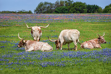 Texas longhorn cattle in bluebonnet wildflower pasture