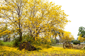 Tabebuia chrysotricha yellow flowers