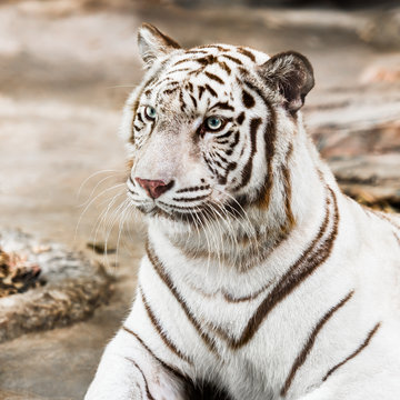 White tiger