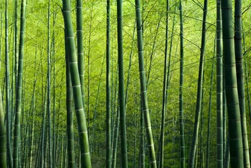 Gordijnen Bamboo Bos © Rawpixel.com