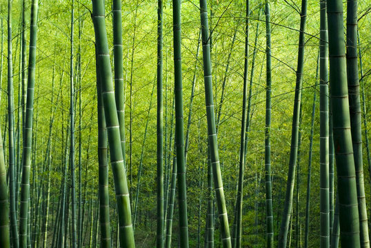 Fototapeta Bamboo Forest