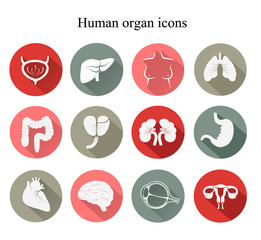 Set of human organs flat icons. Vector.