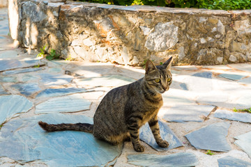Cat  in Kavros village, Crete, Greece