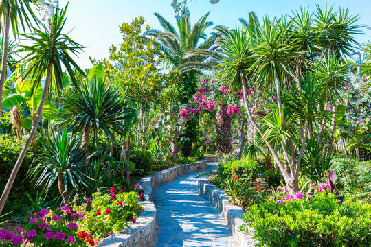 Pink flowers in Kavros village,Crete,Greece.