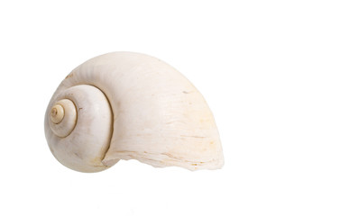 Seashell