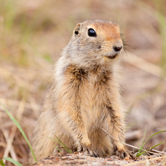Naklejka na ściany i meble Cute Arctic ground squirrel Urocitellus parryii