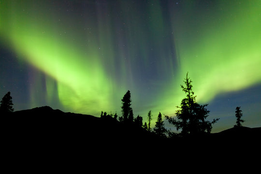 Northern Lights Aurora borealis Yukon spruce taiga