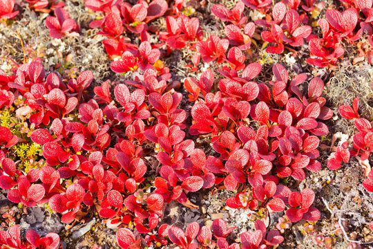 Red Bearberry Arctous rubra shiny fall leaves