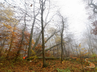 Obraz premium falling tree