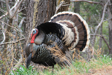 Obraz premium Wild Male Turkey