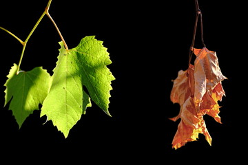 alive and dead leaves