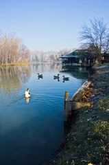 Obraz premium Goose on a small lake at sunny morning, near Belgrade