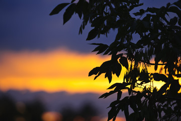 Tree silhouette over sunset