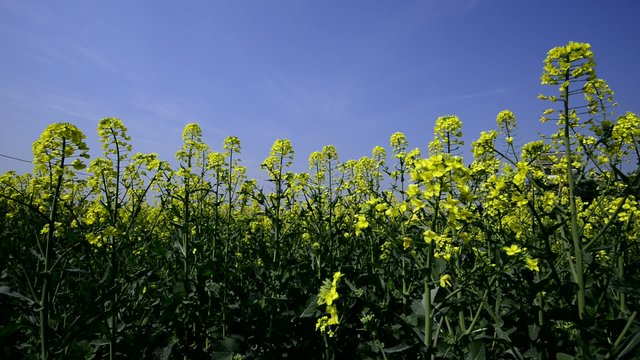 Rape field, canola crops on blue sky