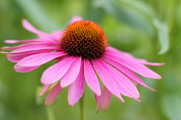 Echinacea flower ( cone flower )