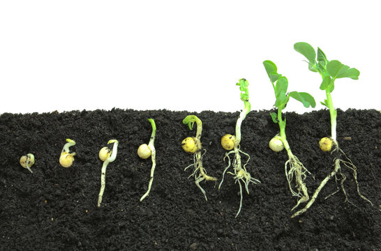 Fototapeta Pea sprouts germinating in soil