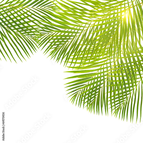 Green Palm Leaves Border Poster Posters Wallsheaven Neirfy Green Palm Leaves Border Poster Posters Wallsheaven Neirfy